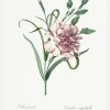 Carnation Canvastavla (30x40 cm)
