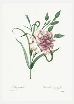 Carnation Canvastavla (30x40 cm)