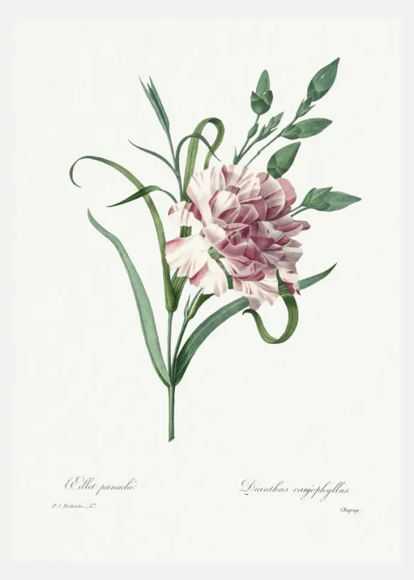 Carnation Canvastavla (30x40 cm)