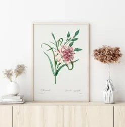 Carnation Poster (21x29.7 cm (A4))