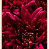 Cerise Flower Poster (21x29.7 cm (A4))