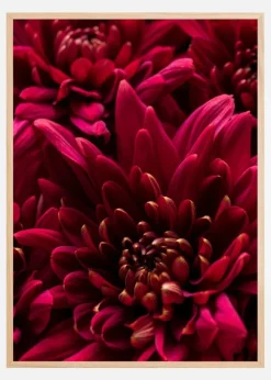 Cerise Flower Poster (21x29.7 cm (A4))