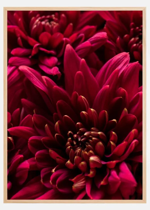 Cerise Flower Poster (21x29.7 cm (A4))