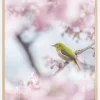 Cherry Blossom color Poster (21x29.7 cm (A4))