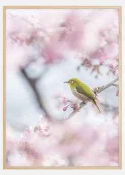 Cherry Blossom color Poster (21x29.7 cm (A4))