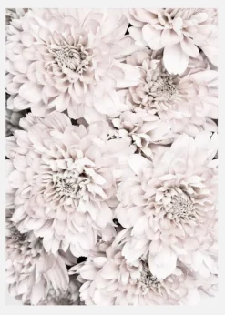 Chrysanthemum II Canvastavla (30x40 cm)