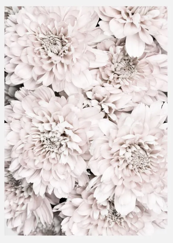Chrysanthemum II Canvastavla (30x40 cm)