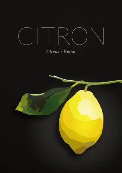 Citron Poster (21x29.7 cm (A4))
