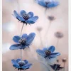 Cosmos Blue Canvastavla (30x40 cm)