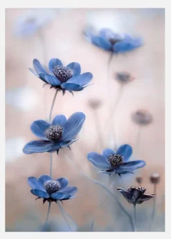 Cosmos Blue Canvastavla (30x40 cm)