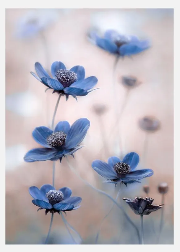 Cosmos Blue Canvastavla (30x40 cm)