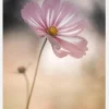 Cosmos Canvastavla (30x40 cm)