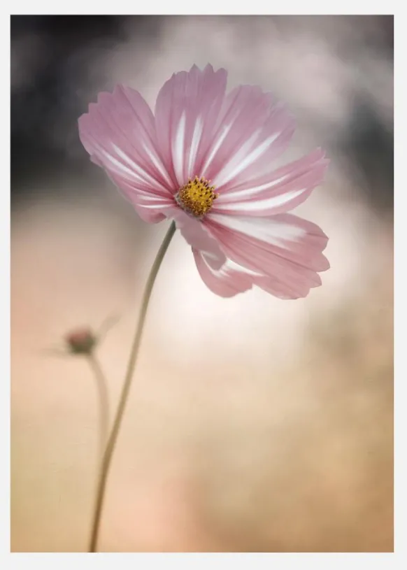 Cosmos Canvastavla (30x40 cm)