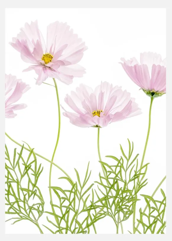 Cosmos Cupcake Canvastavla (30x40 cm)