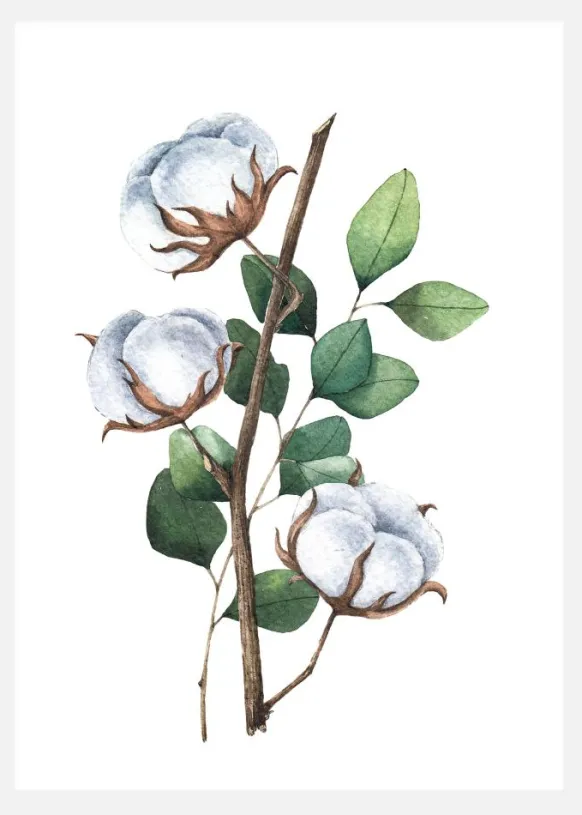 Cotton Flower Canvastavla (30x40 cm)