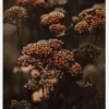 Cow Parsley Canvastavla (30x40 cm)