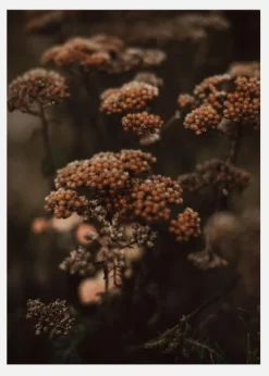 Cow Parsley Canvastavla (30x40 cm)