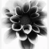 Dahlia Canvastavla (30x40 cm)
