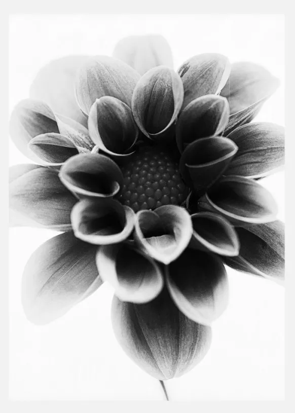 Dahlia Canvastavla (30x40 cm)
