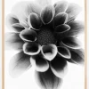 Dahlia Poster (21x29.7 cm (A4))