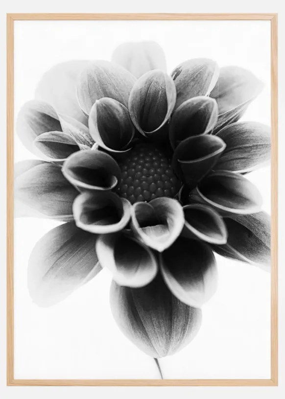 Dahlia Poster (21x29.7 cm (A4))