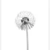 Dandelion Canvastavla (30x40 cm)