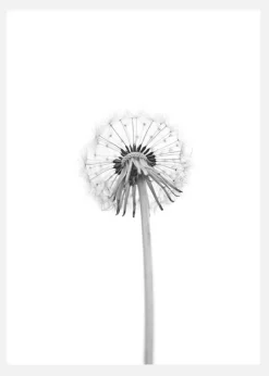 Dandelion Canvastavla (30x40 cm)
