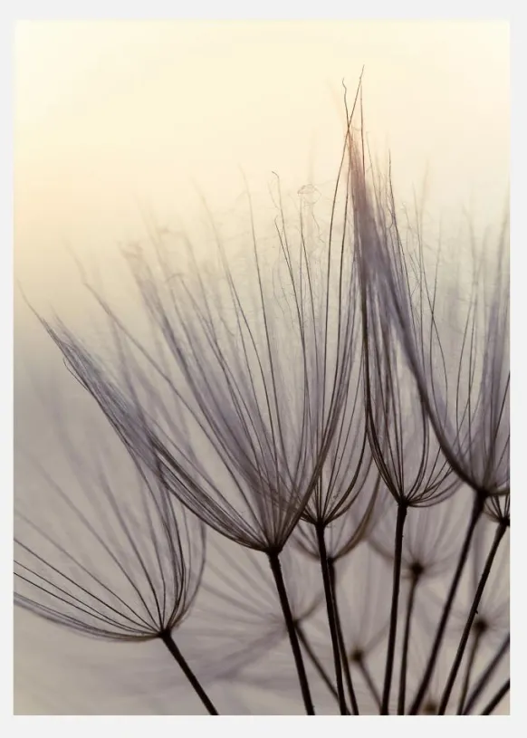 Dandelion Children Canvastavla (30x40 cm)