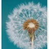 Dandelion Macro Sky Canvastavla (30x40 cm)