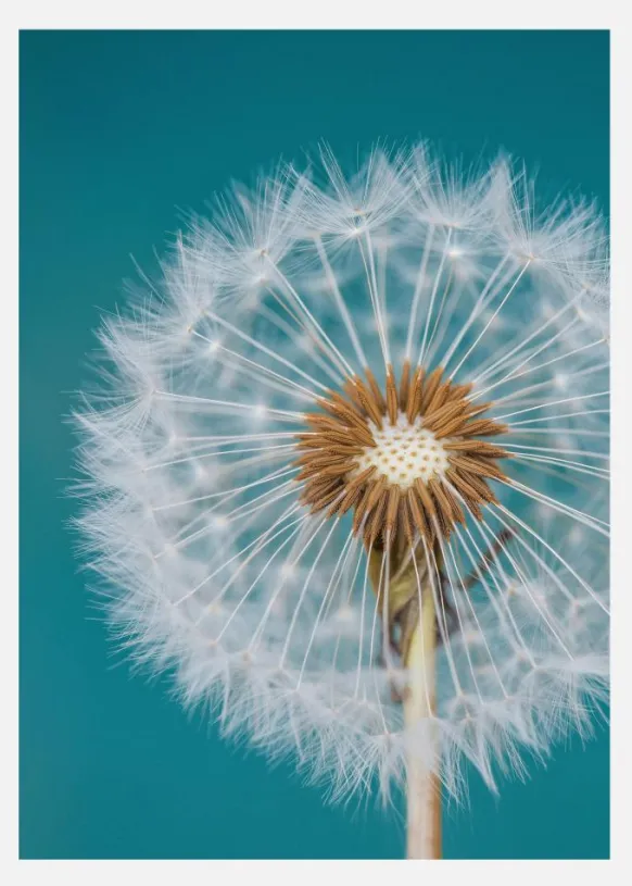 Dandelion Macro Sky Canvastavla (30x40 cm)
