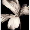 Dark Macro Flower Canvastavla (30x40 cm)