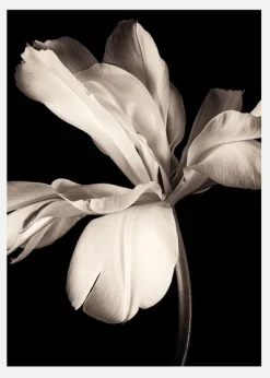 Dark Macro Flower Canvastavla (30x40 cm)