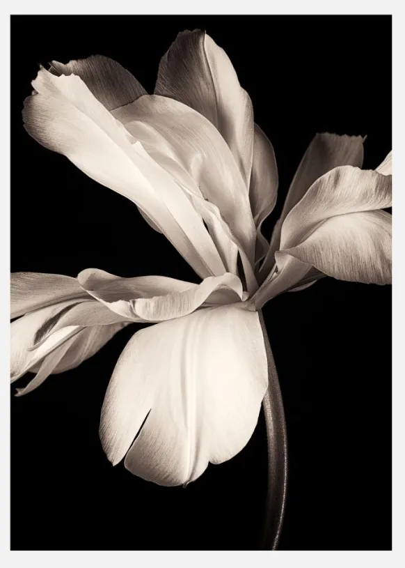 Dark Macro Flower Canvastavla (30x40 cm)