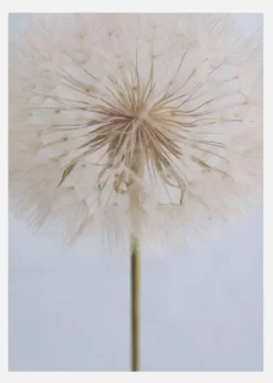 Delicate Dandelion Canvastavla (30x40 cm)