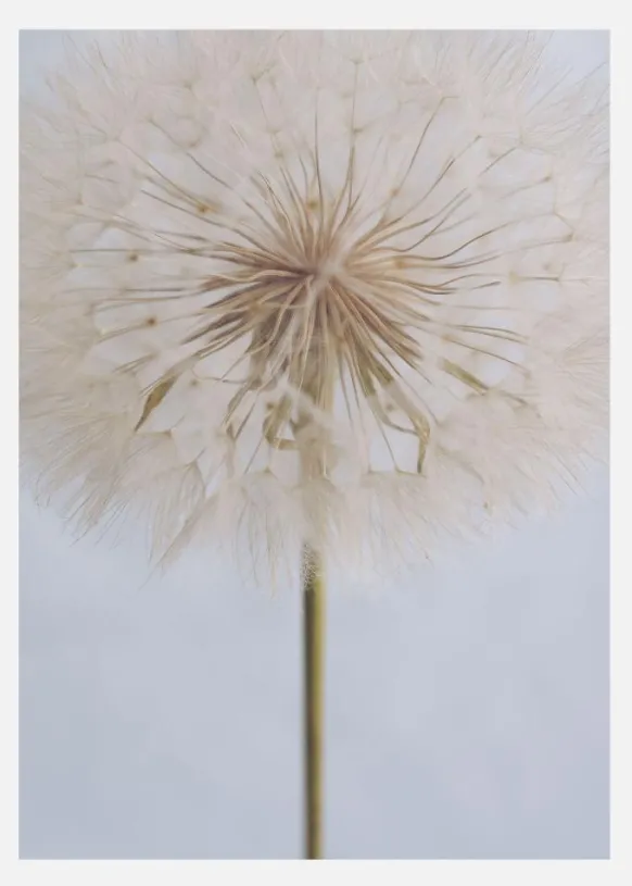 Delicate Dandelion Canvastavla (30x40 cm)