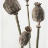 Dried 006 Canvastavla (30x40 cm)