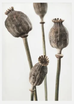 Dried 006 Canvastavla (30x40 cm)