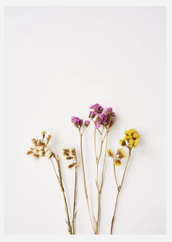 Dried Flowers I Canvastavla (30x40 cm)