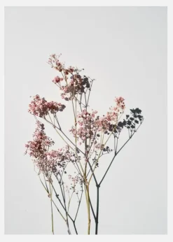 Dried Flowers II Canvastavla (30x40 cm)