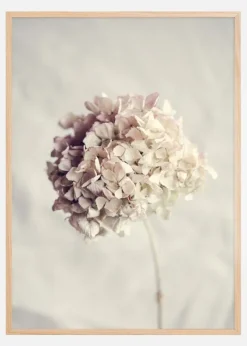Dried Hydrangea Poster (21x29.7 cm (A4))