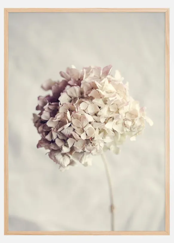Dried Hydrangea Poster (21x29.7 cm (A4))
