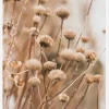 Dried Up Flowers Canvastavla (30x40 cm)