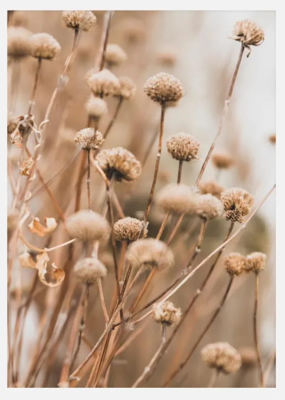 Dried Up Flowers Canvastavla (30x40 cm)