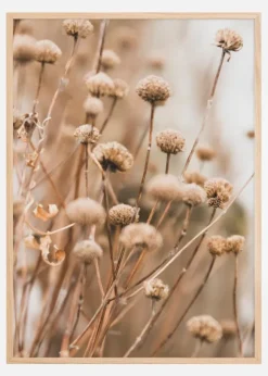 Dried up flowers Poster (21x29.7 cm (A4))