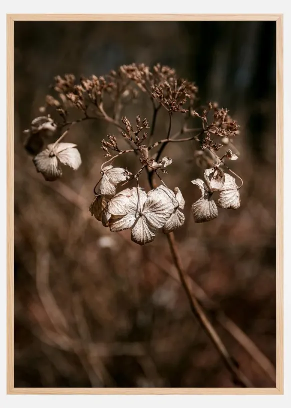 Dried up Poster (21x29.7 cm (A4))
