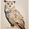 Eagle Owl Poster (21x29.7 cm (A4))