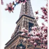 Eiffel Tower Blossoms Canvastavla (30x40 cm)