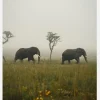 Elephant Walk Canvastavla (30x40 cm)