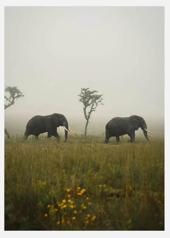 Elephant Walk Canvastavla (30x40 cm)