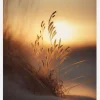 Evening Sun At The Beach Canvastavla (30x40 cm)